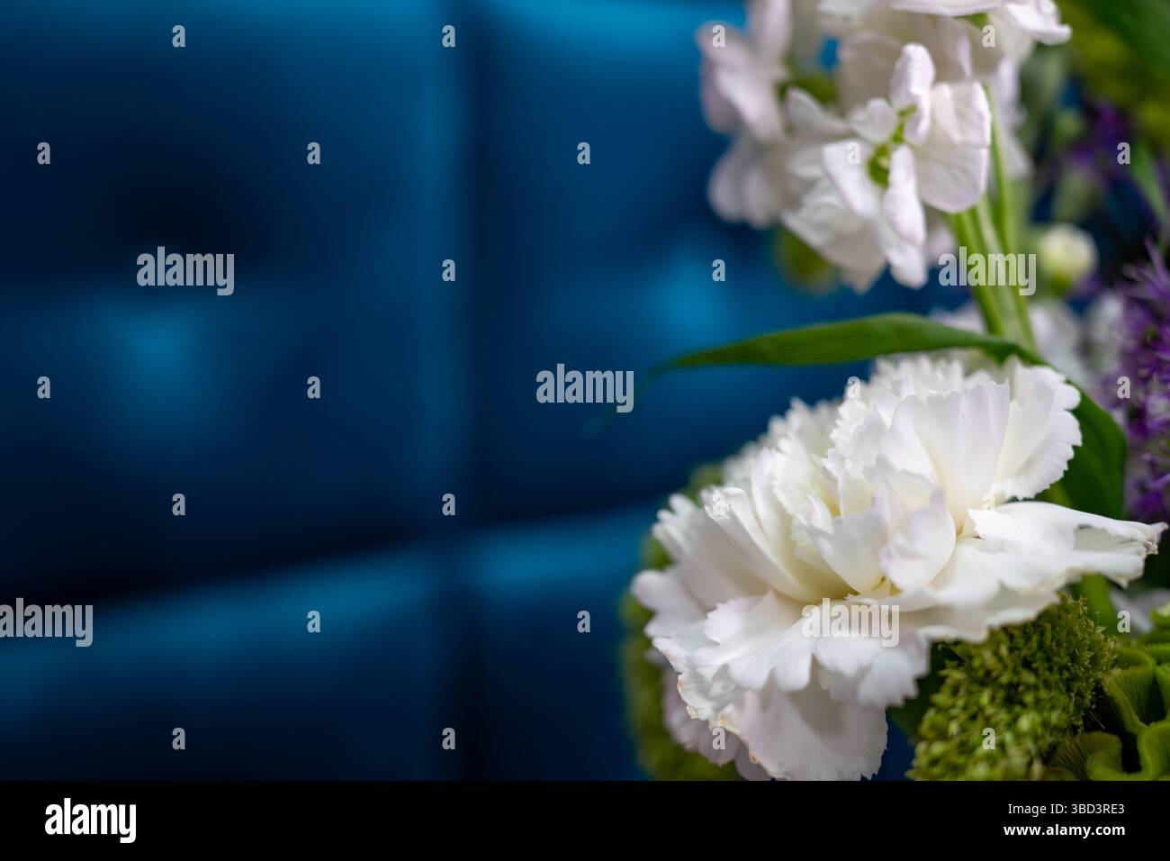 Zarte weiße Blumen stehen im Kontrast zu einem tiefblauen Hintergrund und präsentieren ein elegantes Blumenarrangement, das perfekt für Dekoration oder Feier ist. Das in Stockfoto
