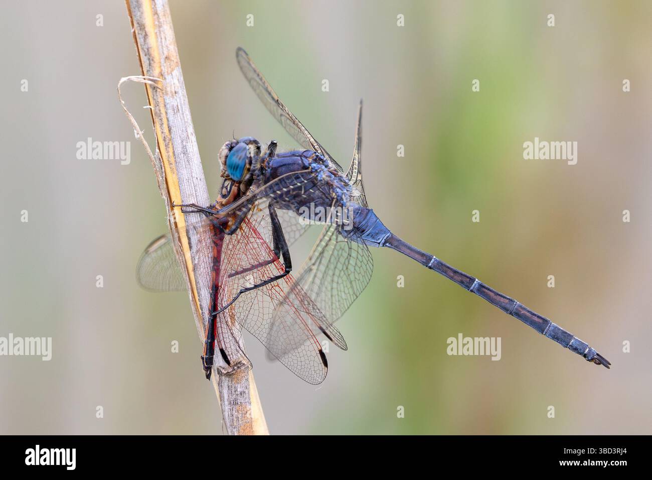 Männlicher Langhaarschimmer (Orthetrum trinacria), der auf dem Rothadern-Tropfenmännchen (Trithemis arteriosa) in Robertson, Westkap, Südafrika, prädatiert ist Stockfoto