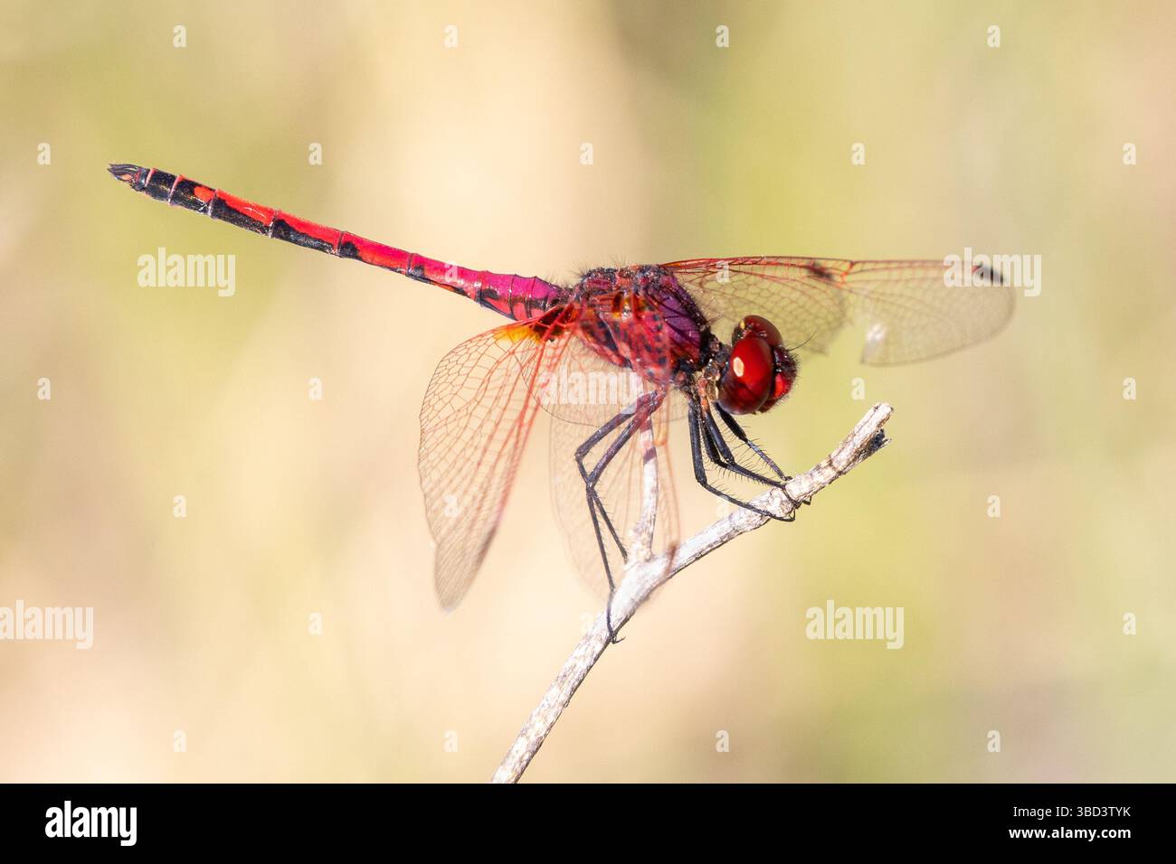 Stecker, rot geäderten Dropwing Dragonfly (Trithemis arteriosa) auf Zweig im Spätsommer gehockt, Western Cape, Südafrika Stockfoto