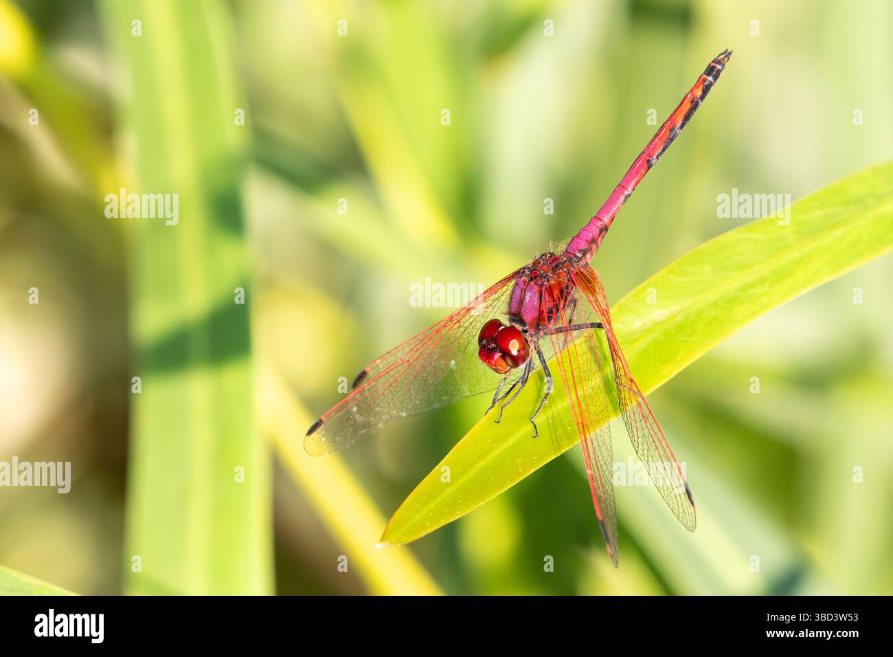 Männliche Rotgeäderte TropfLibelle (Trithemis arteriosa), die in den Feuchtgebieten Western Cape, Südafrika mit den Flügeln nach unten thront Stockfoto