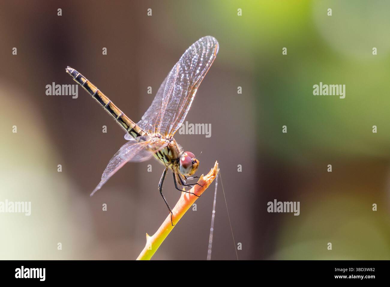 Rotgeädertes Weibchen (Trithemis arteriosa), das im Spätsommer auf dem Zweig thront, Westkap, Südafrika Stockfoto