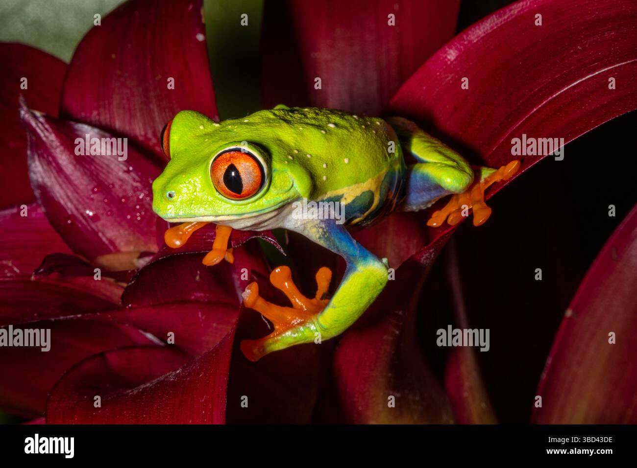 Rotäugigen Baumfrosch. Stockfoto