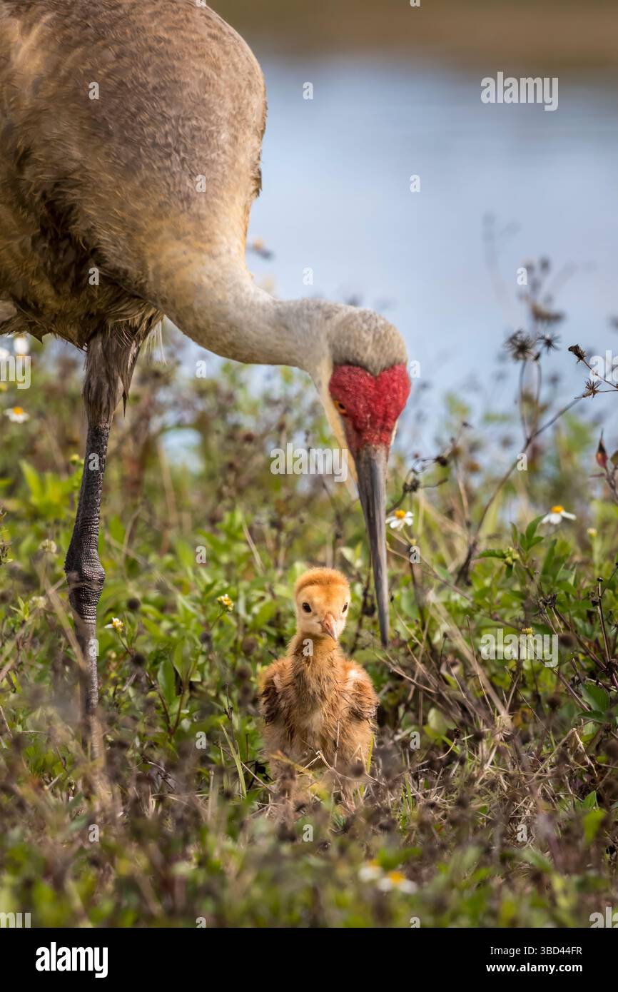 Ein ausgewachsener Sandhügelkran mit jungen Hengsten sucht nach Käfern zu essen. Stockfoto