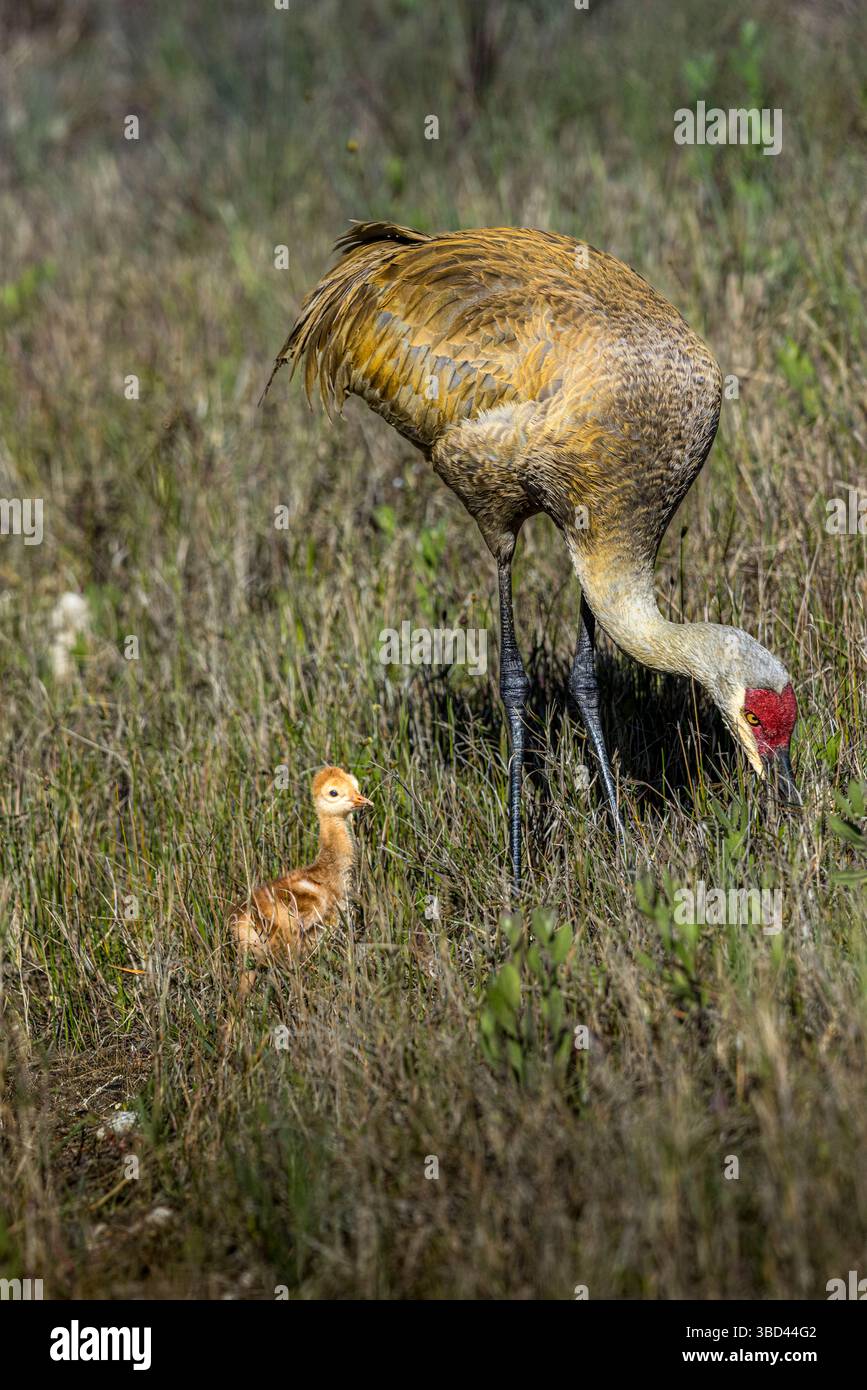 Ein ausgewachsener Sandhügelkran mit jungen Hengsten sucht nach Käfern zu essen. Stockfoto