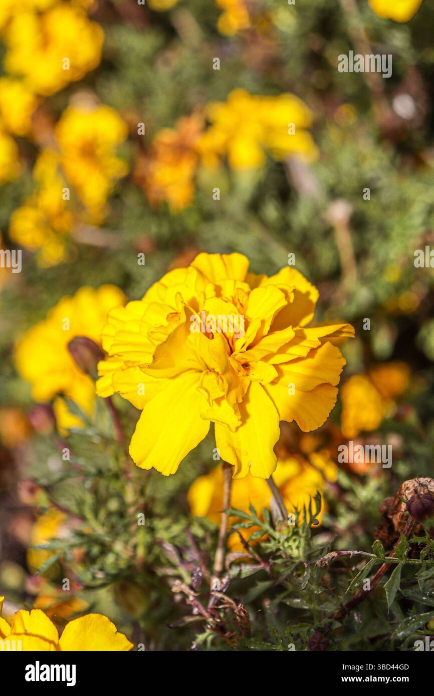 Tagetes erecta, aztekische Ringelblume, mexikanische Ringelblume, große Ringelblume, Cempaxochitl oder cempasúchil, ist eine blühende Pflanzenart der Gattung Tagetes Stockfoto