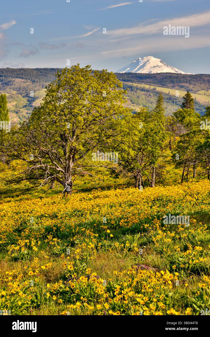 USA, Oregon, Mosier. Landschaft aus Eichen und gelben Balsamwurzeln mit Hintergrund des Mt. Adams, Stockfoto