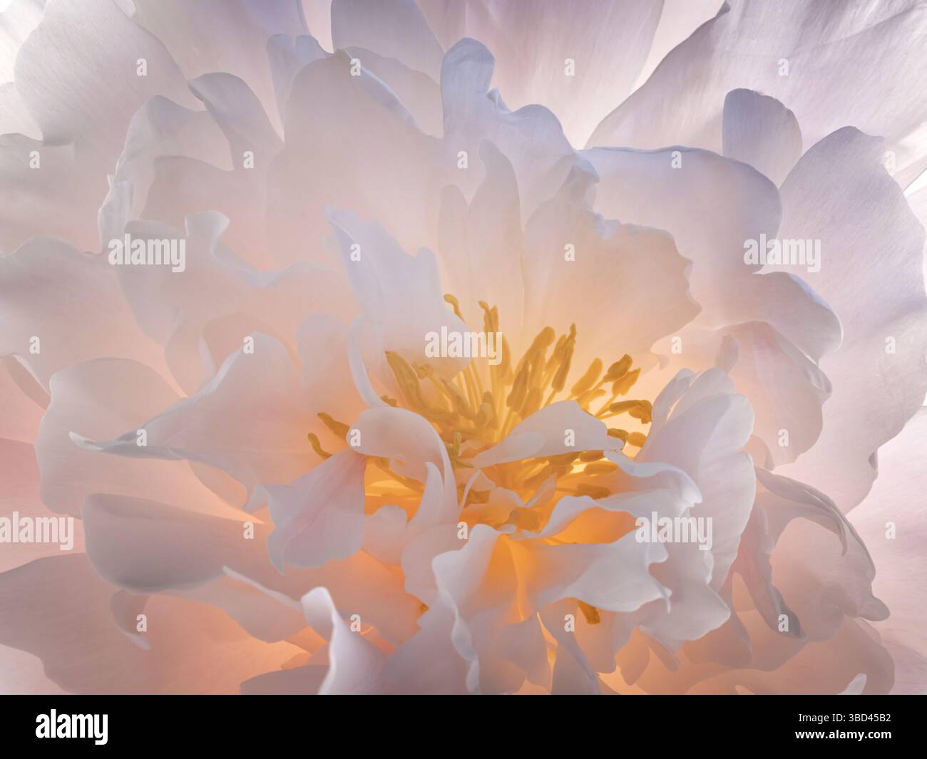 USA, Washington State, Seabeck. Pfingstrosenblüte aus der Nähe. Stockfoto