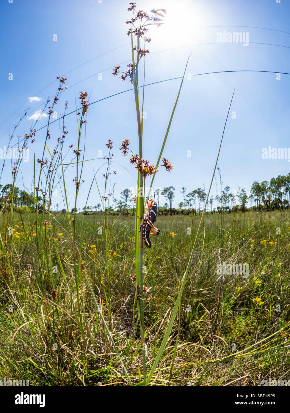 Die junge östliche Heuschrecke Romalea microptera auf einem Unkraut im Big Cypress National Preserve im Südwesten Floridas USA Stockfoto