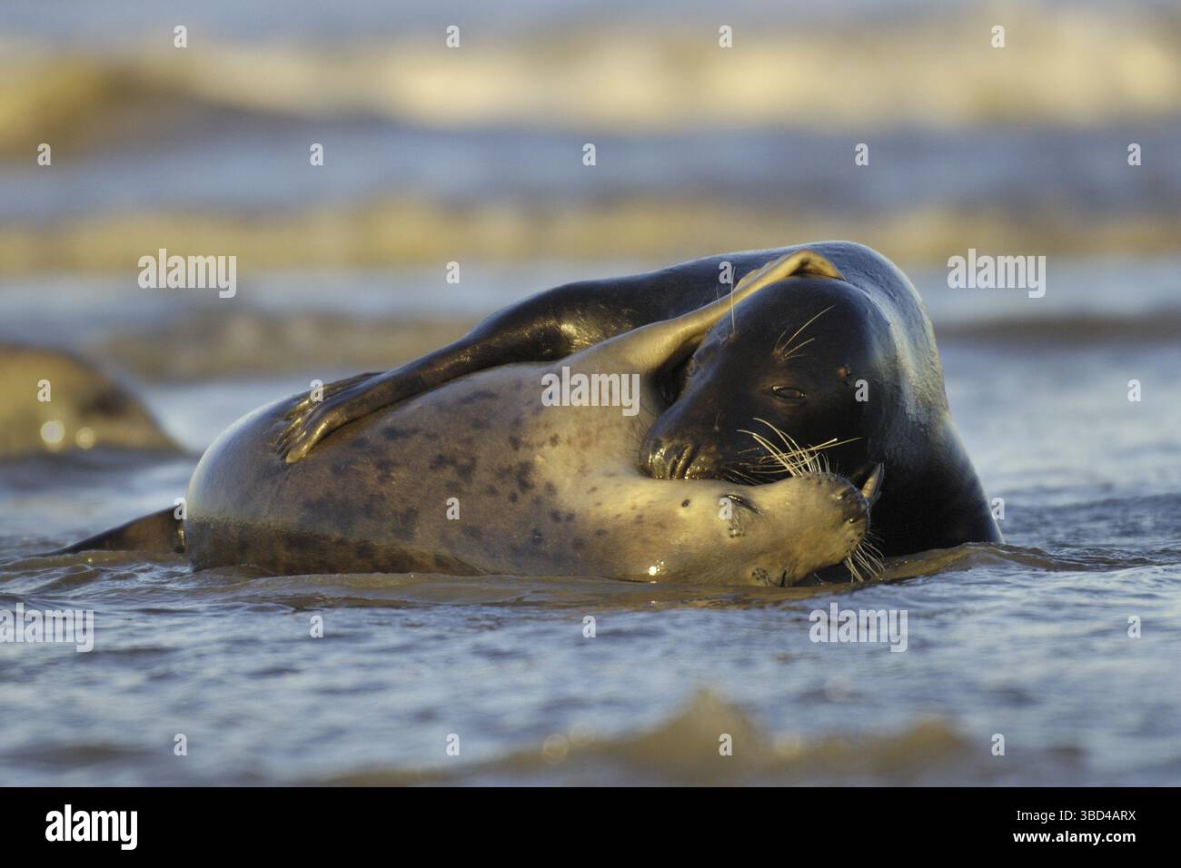 Grausiegel (Halichoerus grypus), Stier und Kuh, Paarungsverhalten im Surf, Donna Nook, Lincolnshire, England, Vereinigtes Königreich, Europa Stockfoto