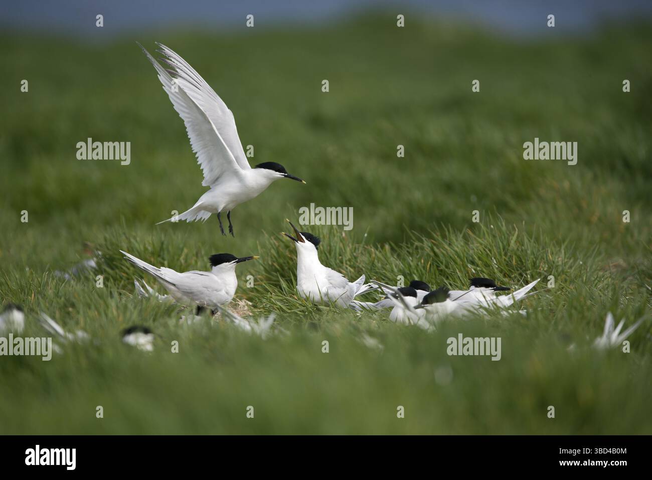Sandwich-Terns-Kolonie (Thalasseus sandvicensis), Inner Farne, Farne-Inseln, Northumberland, England, Vereinigtes Königreich Stockfoto