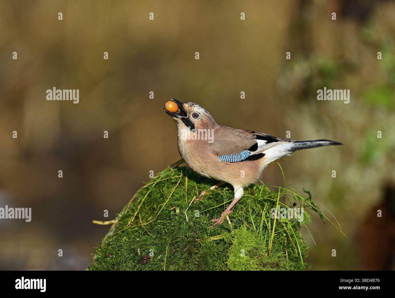 Eurasian Jay (Garrulus garrulus) auf der Suche nach Eicheln im Herbst, The Broads, Norfolk, England, Vereinigtes Königreich Stockfoto