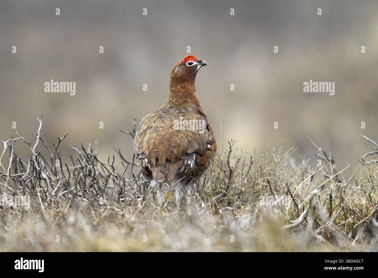 Rothühner (Lagopus lagopus scoticus), erwachsener Mann, stehend unter verbrannter Heidekraut, Lammermuir Hills, Scottish Borders, Schottland, Vereinigtes Königreich Stockfoto