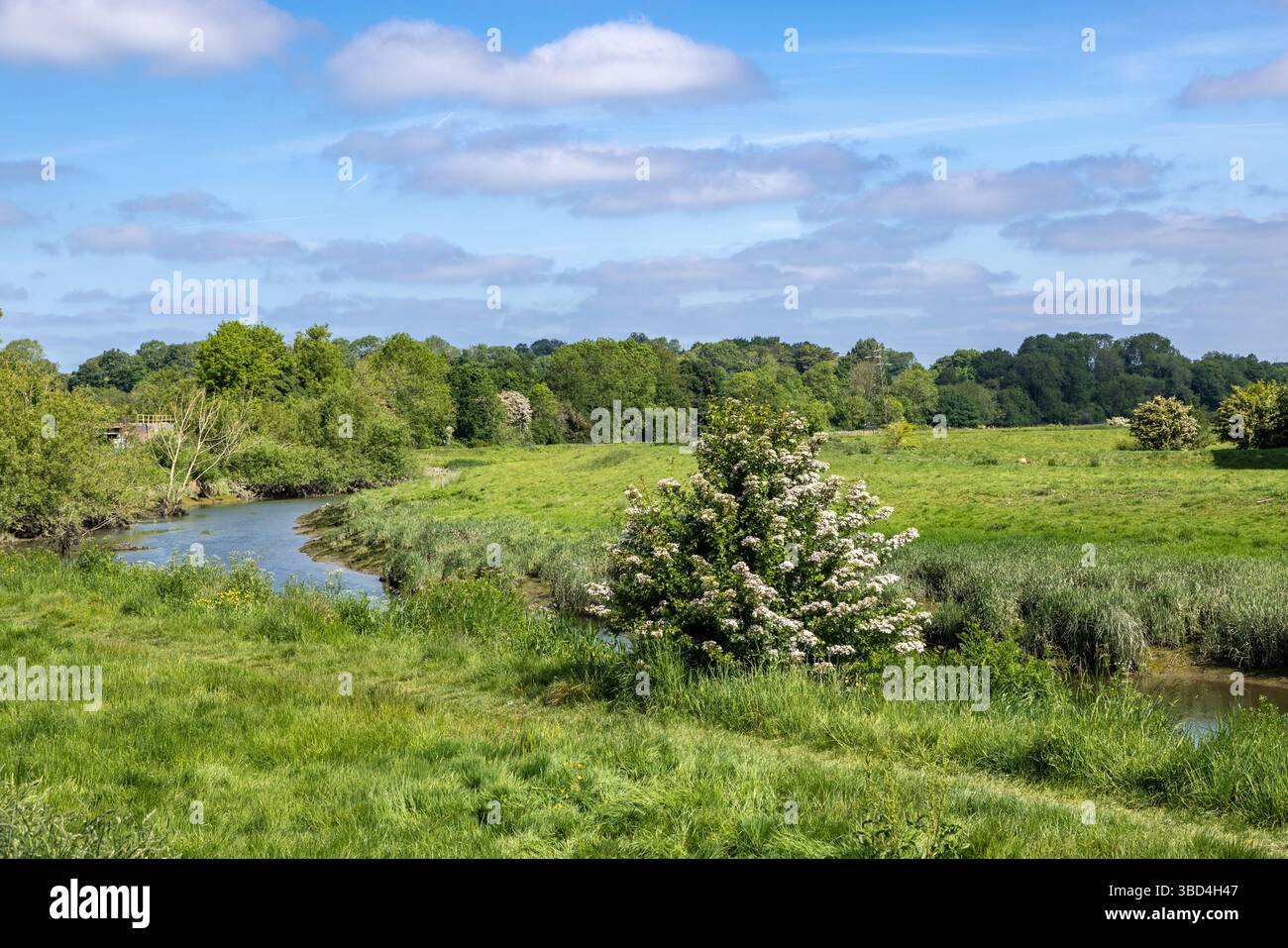 Bäume am Fluss Ouse in Sussex an einem sonnigen Frühlingstag Stockfoto