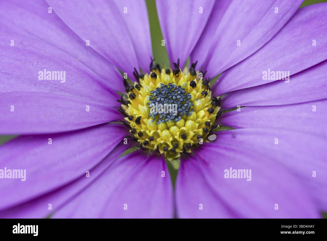 Nachlaufende afrikanische Daisy (Osteospermum fruticosum) Nahaufnahme der Blume, in Garden, Hampshire, England, Vereinigtes Königreich, Europa Stockfoto