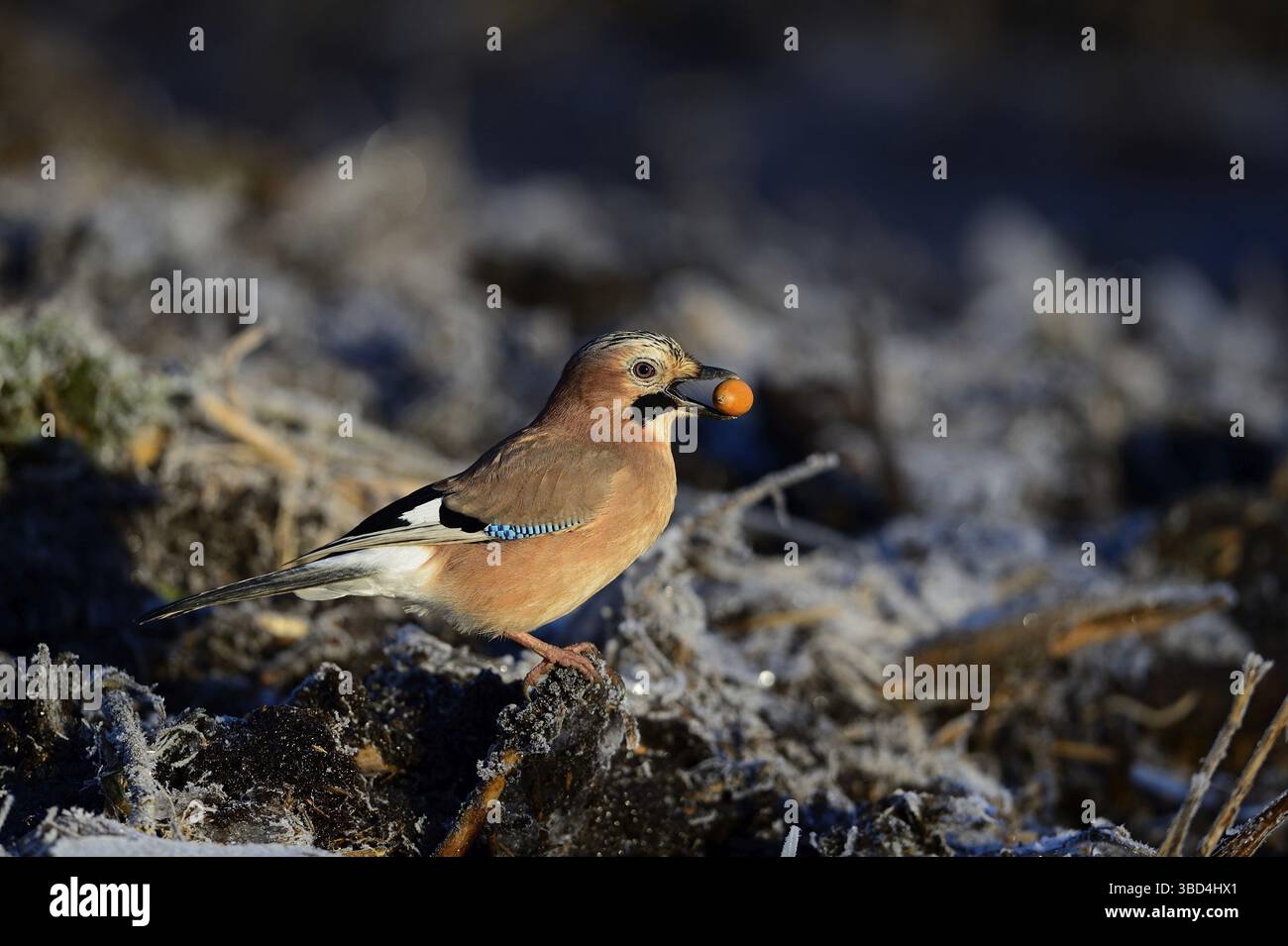 Eurasian Jay (Garrulus garrulus) auf der Suche nach Eicheln, The Broads, Norfolk, England, Vereinigtes Königreich Stockfoto