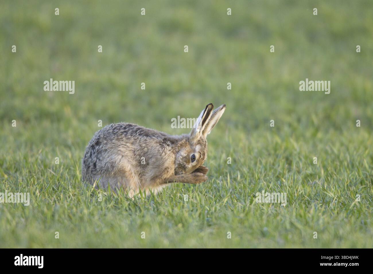 Europäischer Hase (Lepus europaeus), Erwachsener, Pflege, sitzend auf Ackerfeld, Berwickshire, Scottish Borders, Schottland, Vereinigtes Königreich Stockfoto