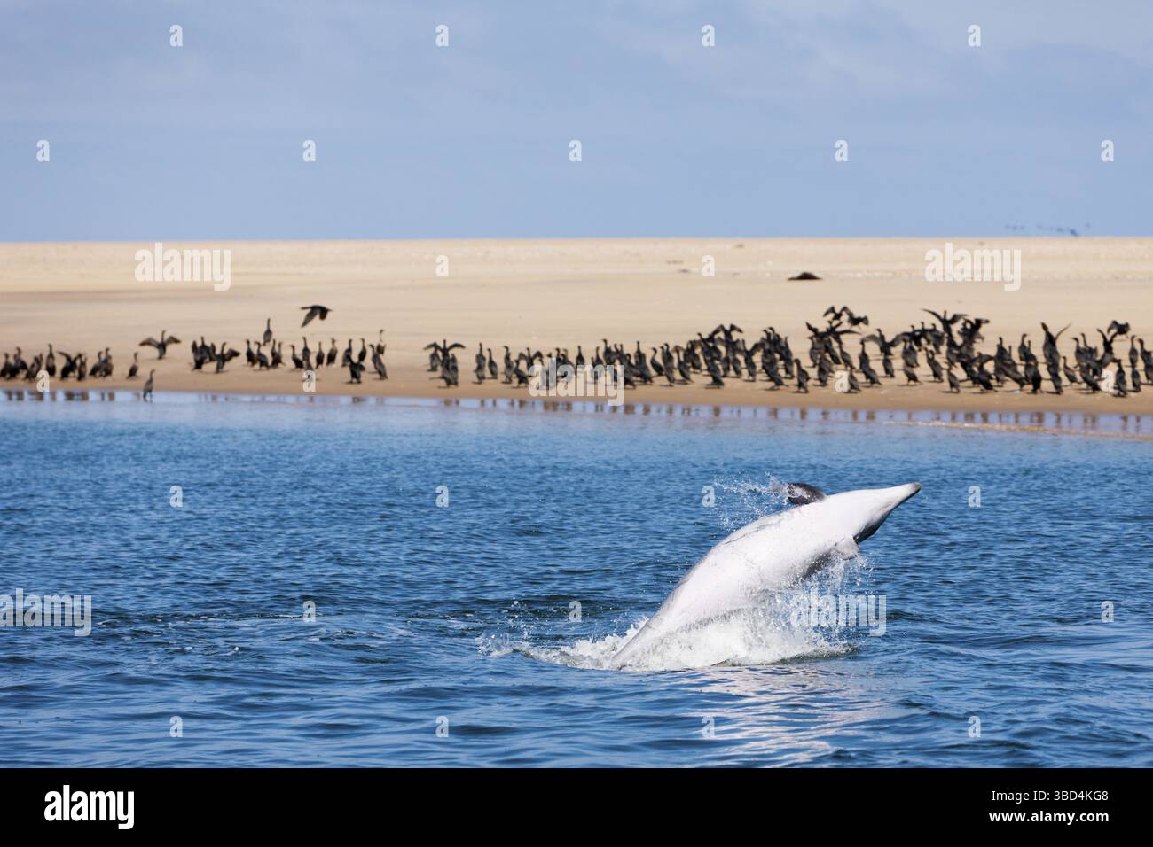 Greater Tuemmler, Tursiops truncatus, Walvis Bay, Namibia Stockfoto