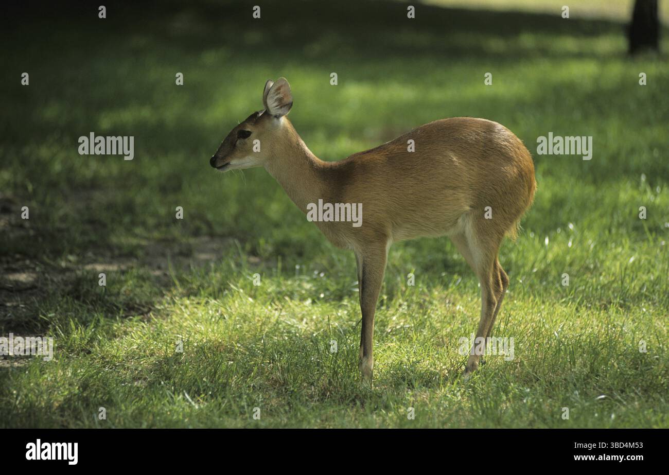 Vierhörner Antilope (Tetracerus quadricornis), Weibchen, das auf Gras steht Stockfoto