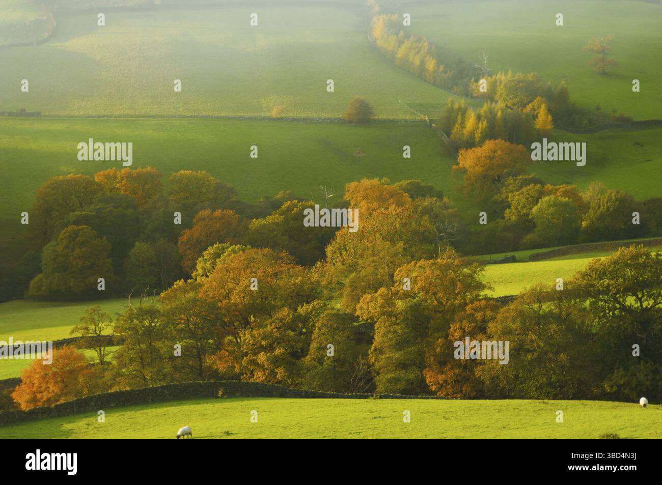 Farndale Farm mit Herbstfarben im Abendlicht, North York Moors National Park, England, Großbritannien, Europa Stockfoto