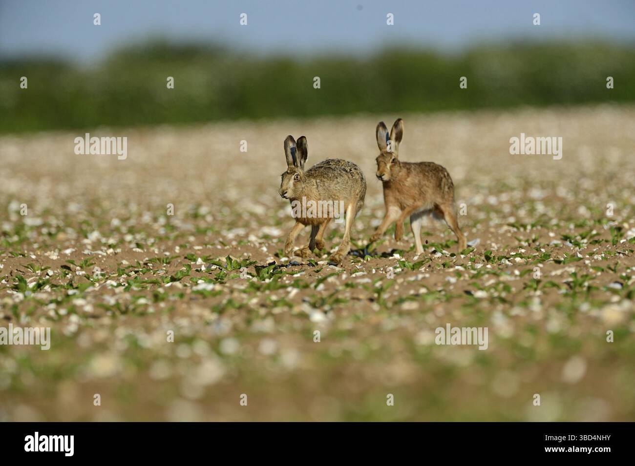 Europäische Hasen (Lepus europaeus), Bock jagt eine Hirschkuh, Norfolk, England, Vereinigtes Königreich, Europa Stockfoto