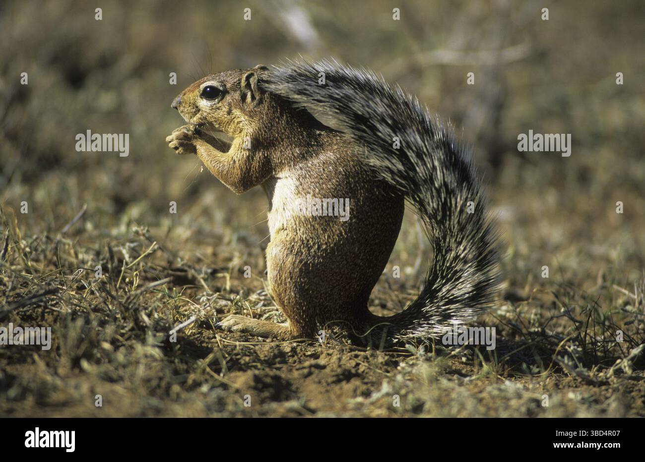 Ungestreiftes Ground Eichhörnchen (Xerus rutilus), auf dem Boden, Fütterung, Samburu Game Reserve, Kenia, Afrika Stockfoto