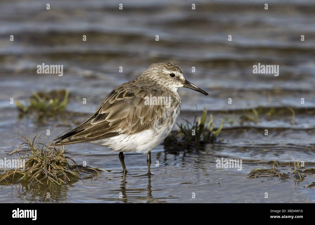 Sandpiper mit weißem Rücken (Calidris fuscicollis), Erwachsener, im Wasser stehend Stockfoto