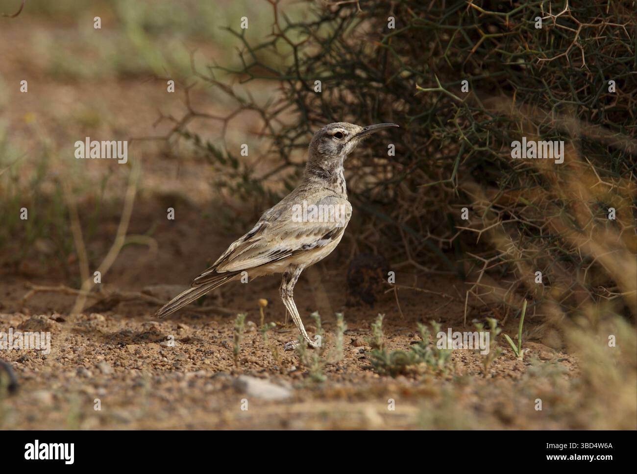 Wiedehopf-Lerche (Alaemon alaudipes alaudipes), Erwachsene, stehend auf dem Boden, Marokko, Afrika Stockfoto