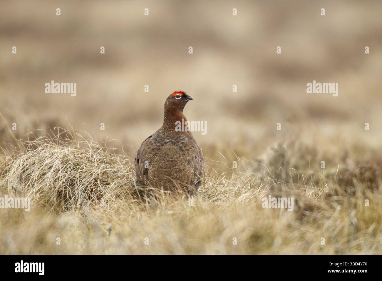 Rothühner (Lagopus lagopus scoticus), erwachsener Mann, stehend zwischen trockenem Gras, Lammermuir Hills, Scottish Borders, Schottland, Vereinigtes Königreich Stockfoto
