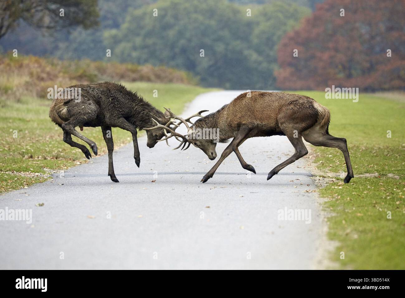 Rotwild (Cervus elaphus) zwei reife Hirsche, die auf der Straße im Park kämpfen, während der Brunstsaison, Richmond Park, London, England, Vereinigtes Königreich Stockfoto