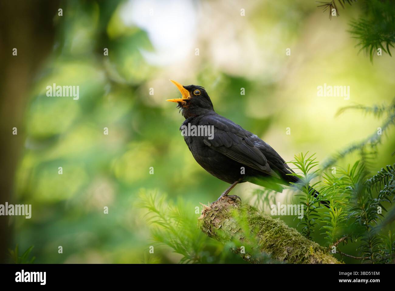 Eine Amsel Turdus merula auf einem gebrochenen Ast in einem Baum singt mit ihrem gelben Schnabel weit offen vor einem verschwommenen grünen Hintergrund Stockfoto