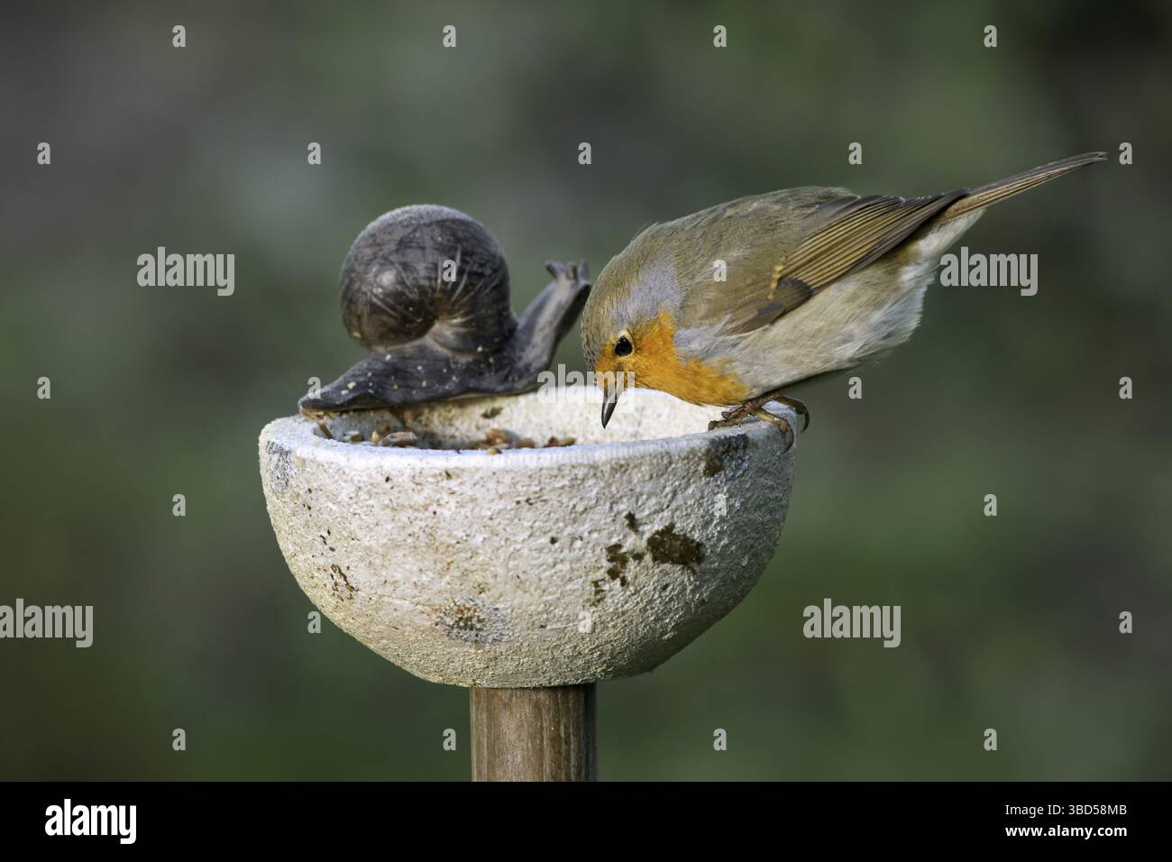 Europäische robin (Erithacus rubecula) am Vogelfutterplatz im Garten, Belgien Stockfoto