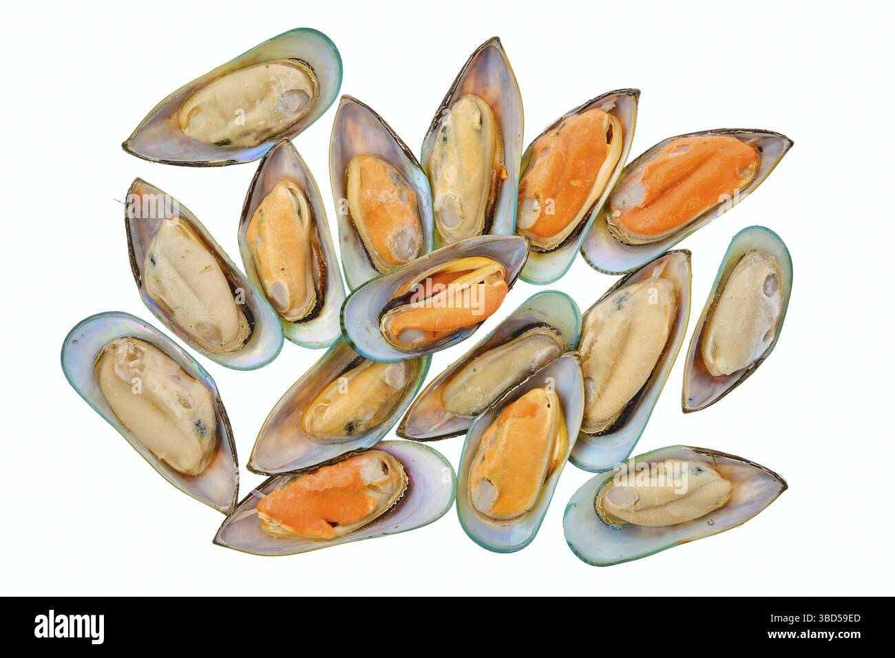 Rohe große Muscheln auf weißem Hintergrund isoliert Stockfoto