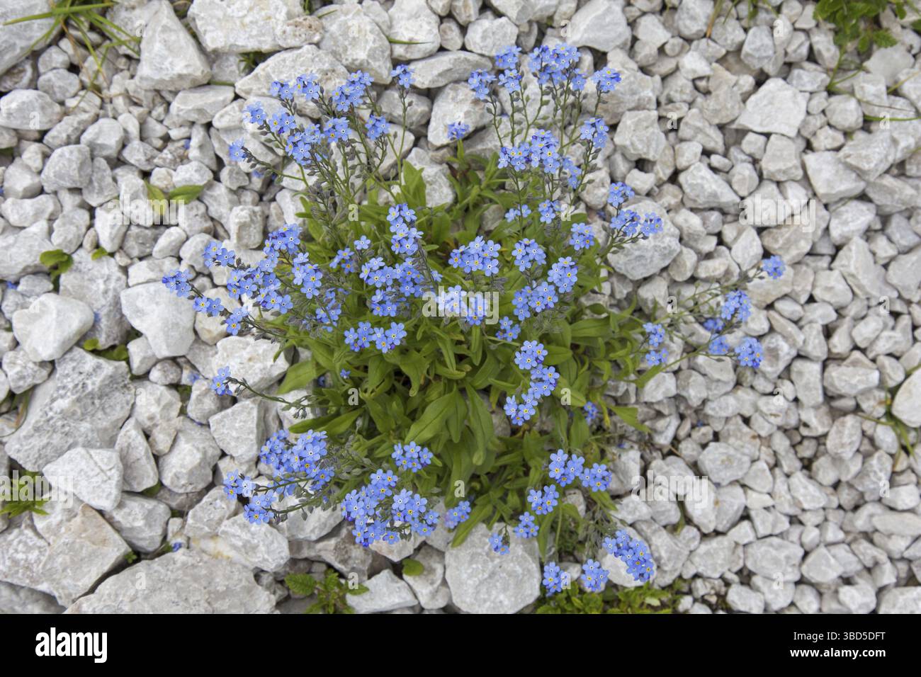 Alpine Vergißmeinnicht (Myosotis alpestris) in Blüte im Sommer Stockfoto