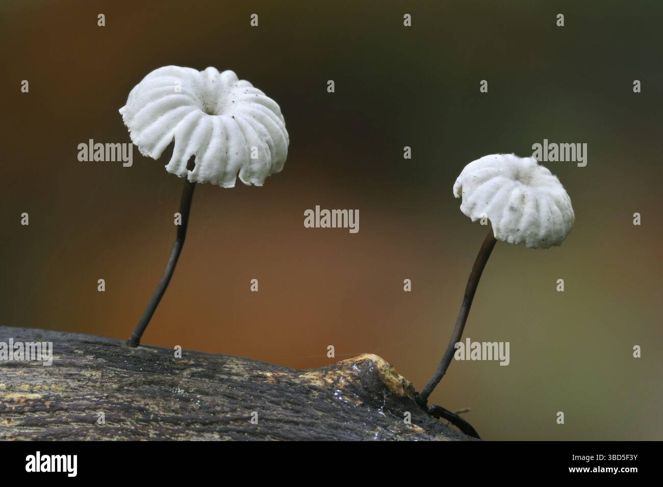 Pinwheel Pilze, Fallschirm mit Kragen (Marasmius rotula) Pilze (Agaricus rotula) Stockfoto