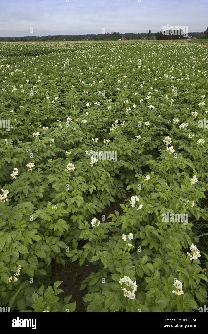 Kartoffelfeld Blüte im Sommer, Belgien Stockfoto