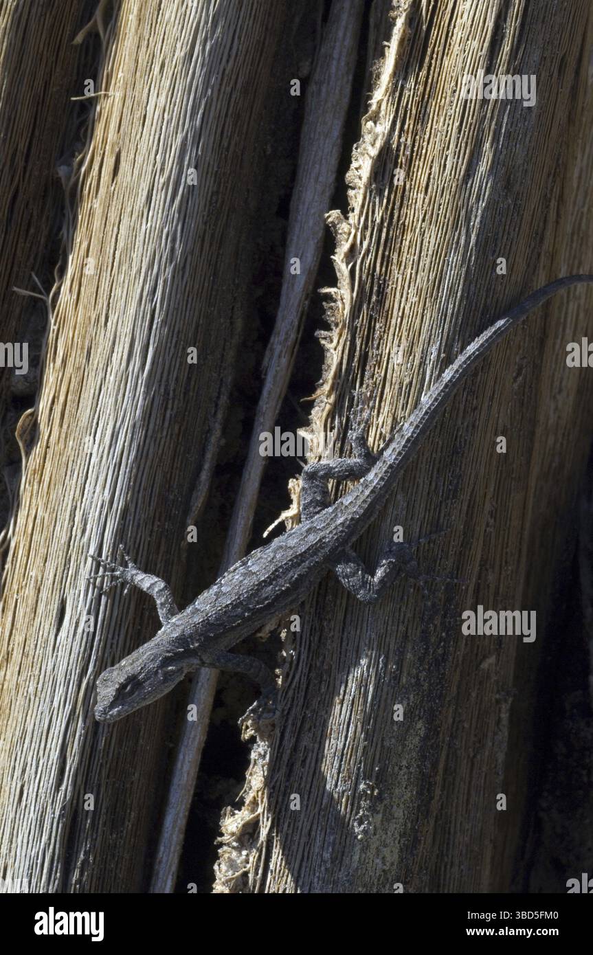 Reich verzierte Baum Eidechse (Urosaurus Ornatus) in der Sonora-Wüste, Organ Pipe Cactus National Monument, Arizona, USA Stockfoto
