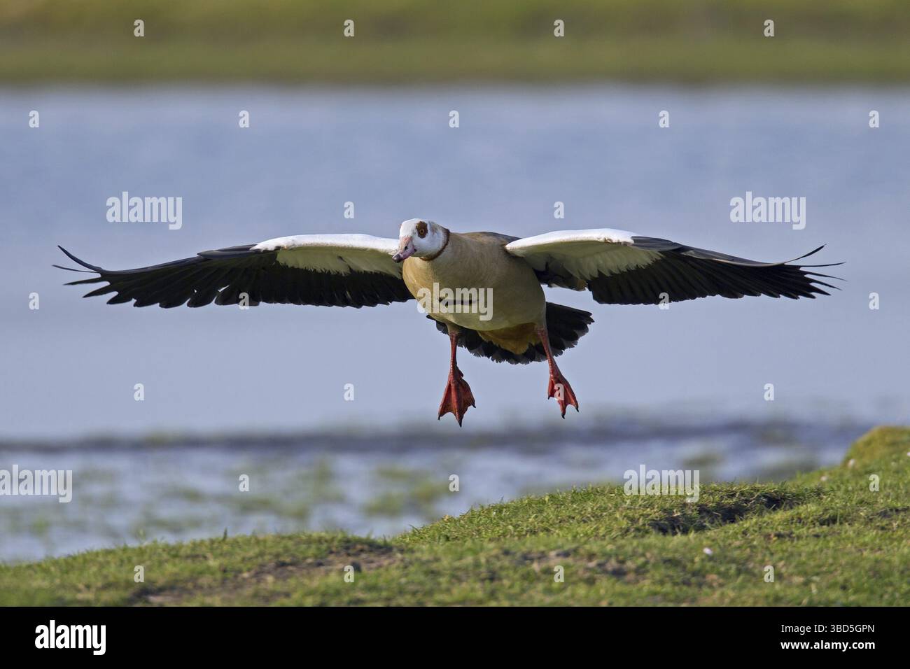Nilgans (Alopochen Aegyptiacus), invasive Exoten, die Landung am Seeufer Stockfoto