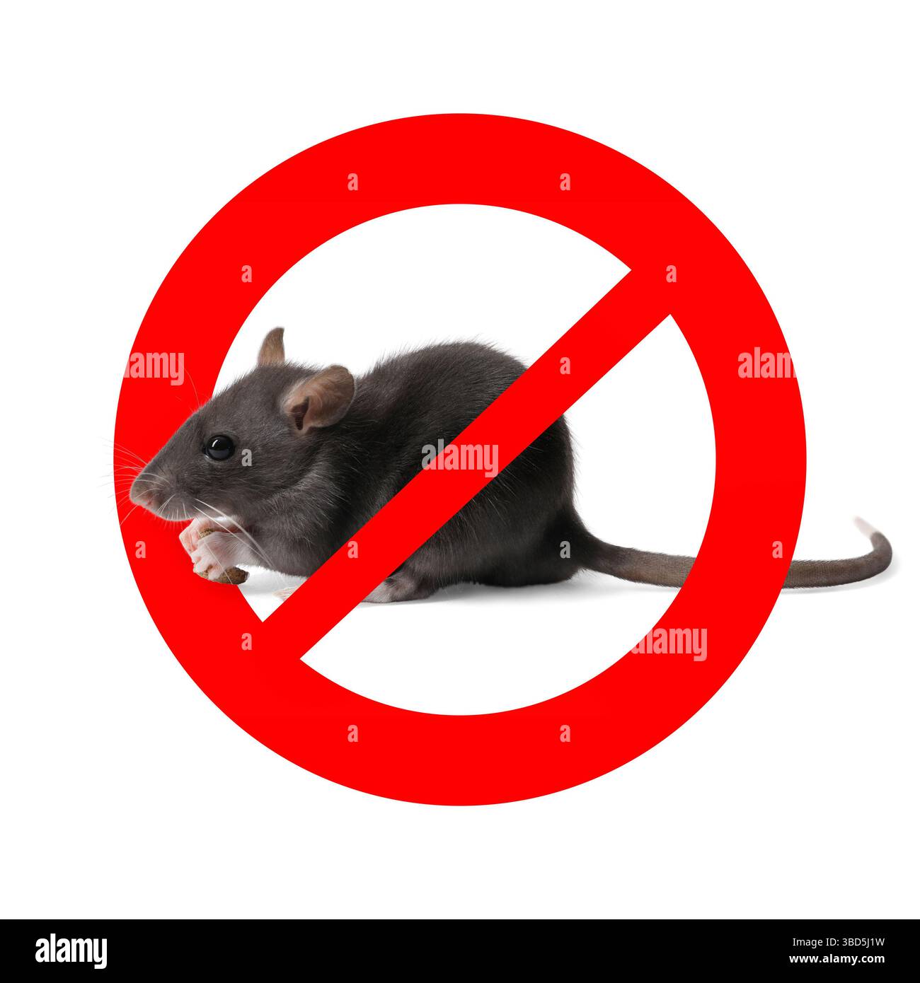 Kleine Ratte mit rotem Verbotsschild auf weißem Hintergrund. Schädlingsbekämpfung Stockfoto