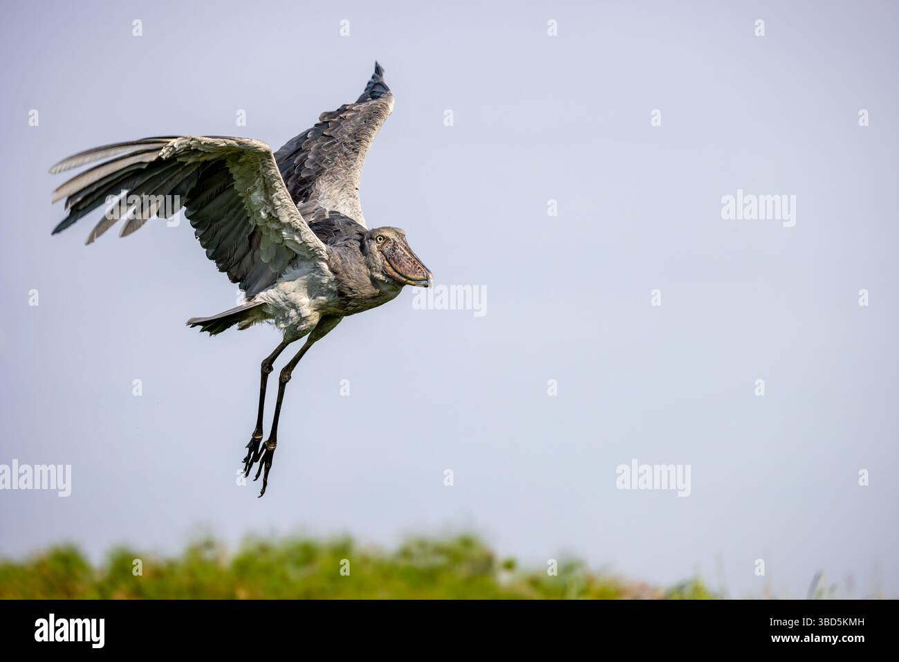 Shoebill im Flug, Mabamba Sumpf, Uganda Stockfoto