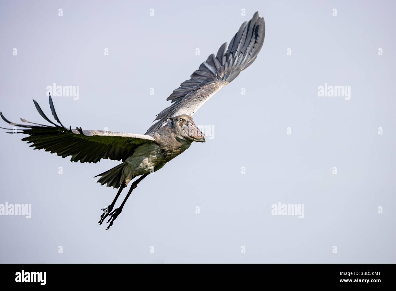 Shoebill im Flug, Mabamba Sumpf, Uganda Stockfoto