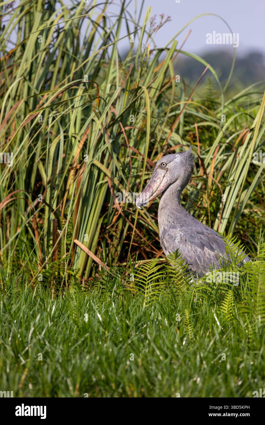 Shoebill im Mabamba Sumpf, Uganda Stockfoto
