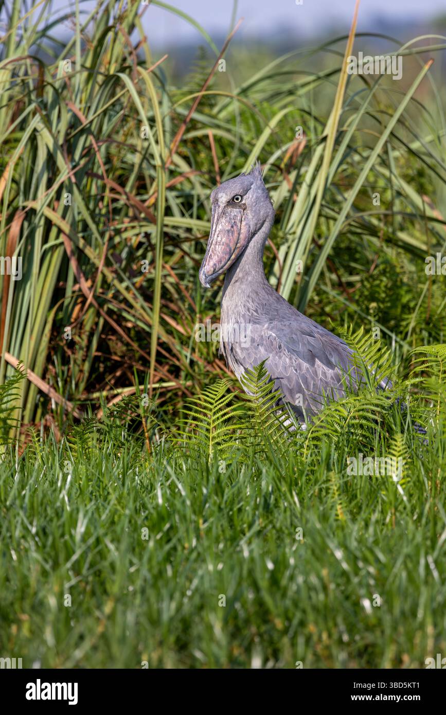 Shoebill im Mabamba Sumpf, Uganda Stockfoto