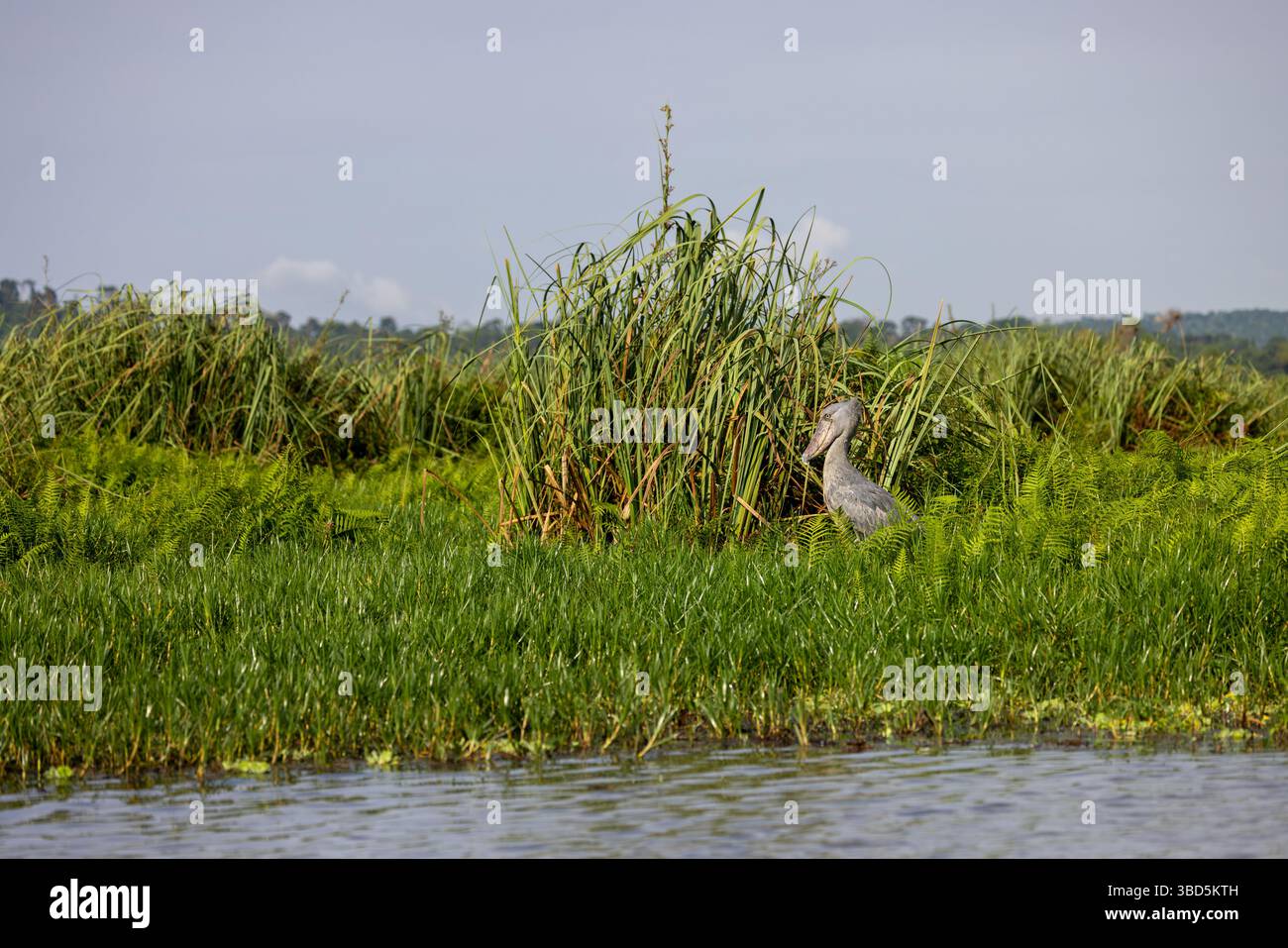 Shoebill im Mabamba Sumpf, Uganda Stockfoto