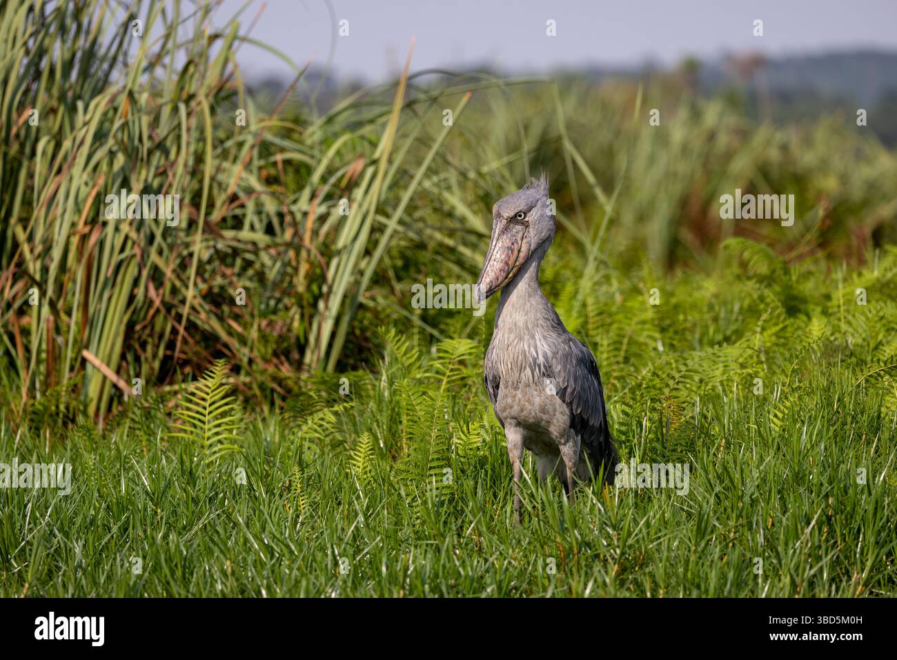 Shoebill im Mabamba Sumpf, Uganda Stockfoto