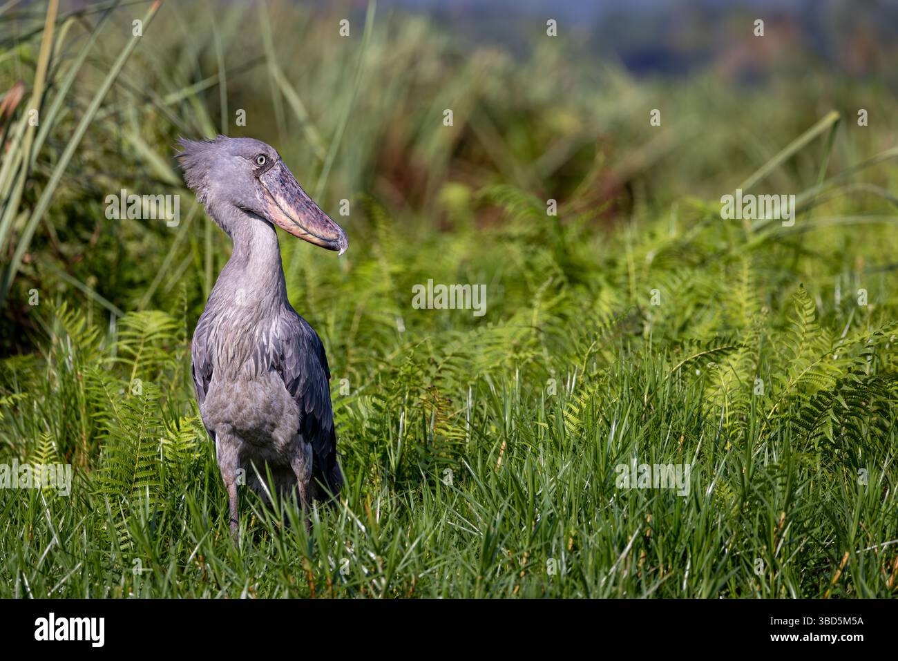 Shoebill im Mabamba Sumpf, Uganda Stockfoto