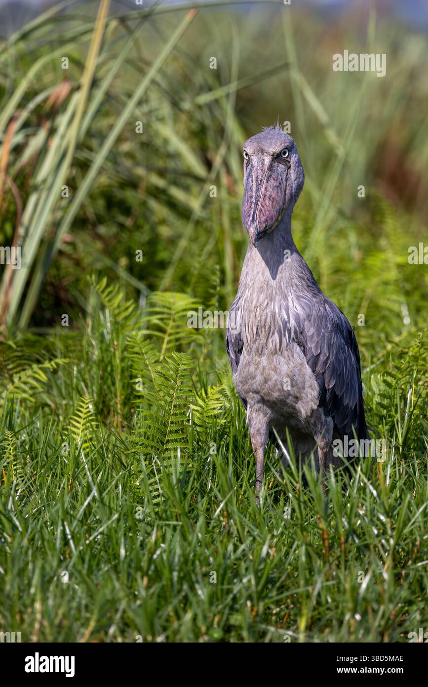 Shoebill im Mabamba Sumpf, Uganda Stockfoto
