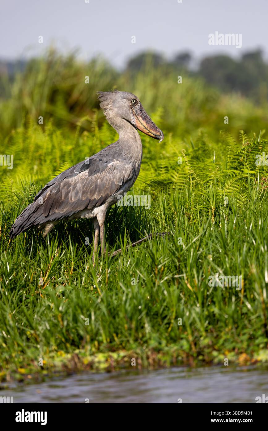 Shoebill im Mabamba Sumpf, Uganda Stockfoto