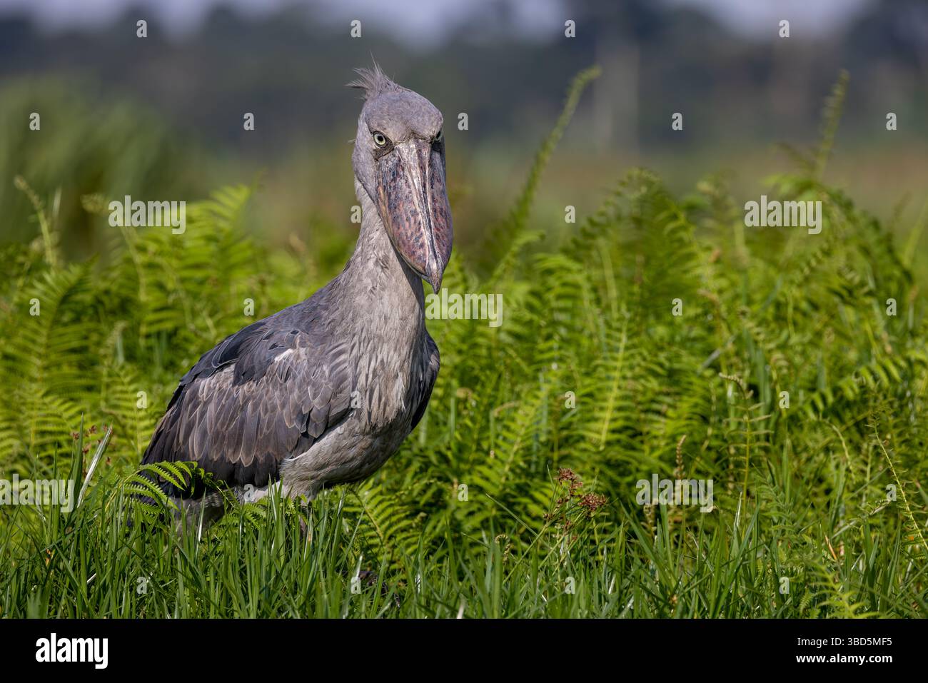 Shoebill im Mabamba Sumpf, Uganda Stockfoto