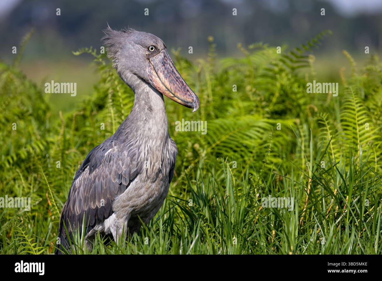 Shoebill im Mabamba Sumpf, Uganda Stockfoto