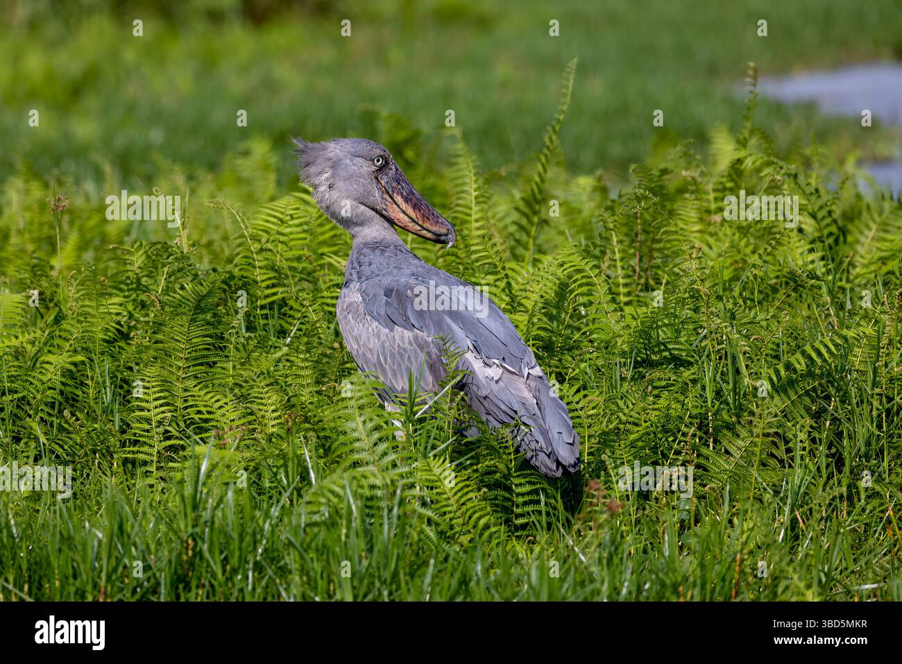 Shoebill im Mabamba Sumpf, Uganda Stockfoto